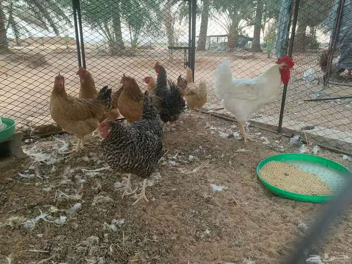 دجاج تركي فاخر 1