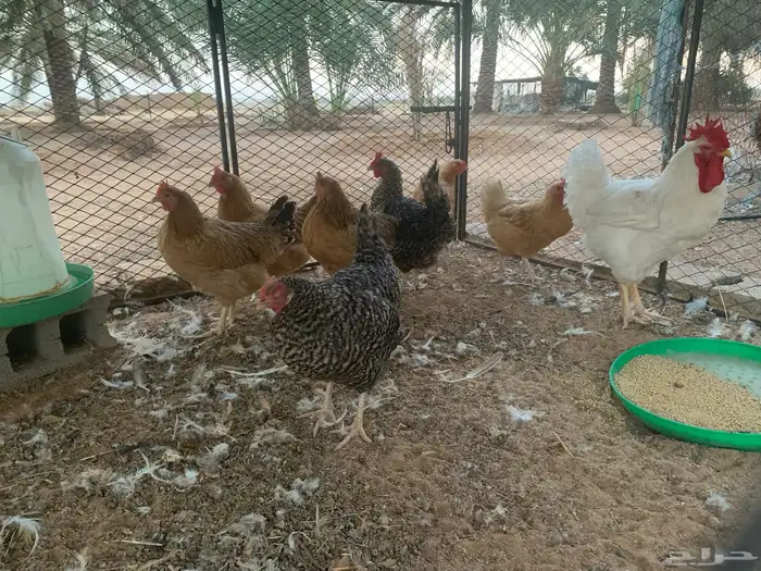 دجاج تركي فاخر 2