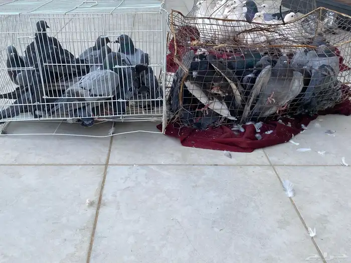 حمام فرنسي 12  جوز حمام بلدي 30 جوز على اسوم 2