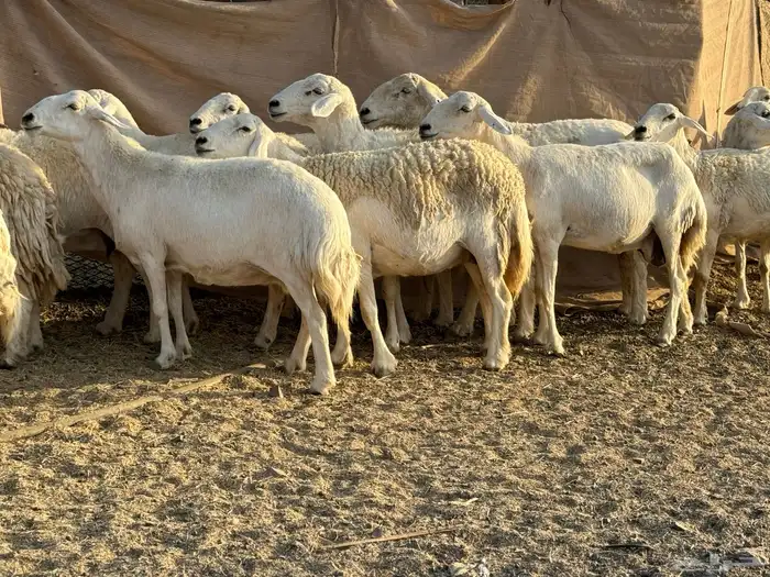 ضان حريات حرش 0