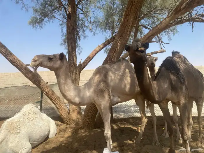 ضروبه شعلا 0