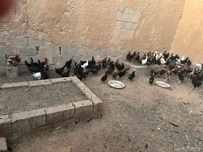 ام رجوم 1
