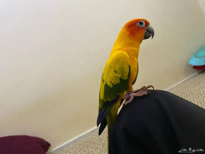 صن كنيور البف ومتكلم 0