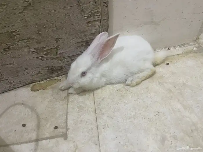 ارانب زوج 2