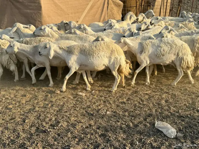 ضان حريات حرش 2