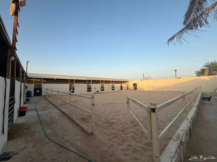 ايواء خيل  مفرق رماح 8
