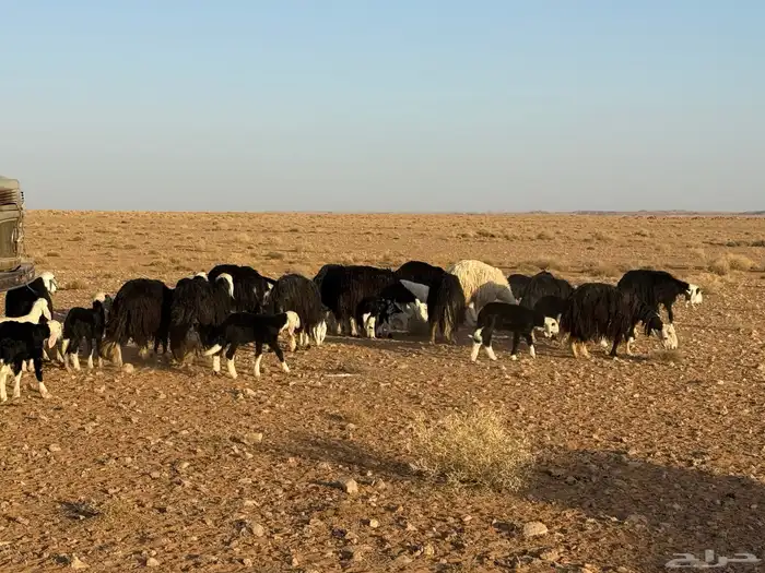 sheep 1