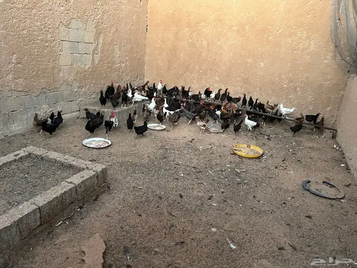 ام رجوم 3
