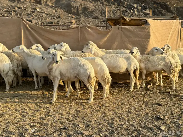 ضان حريات حرش 8