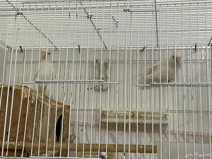 زوج روز البينو 1