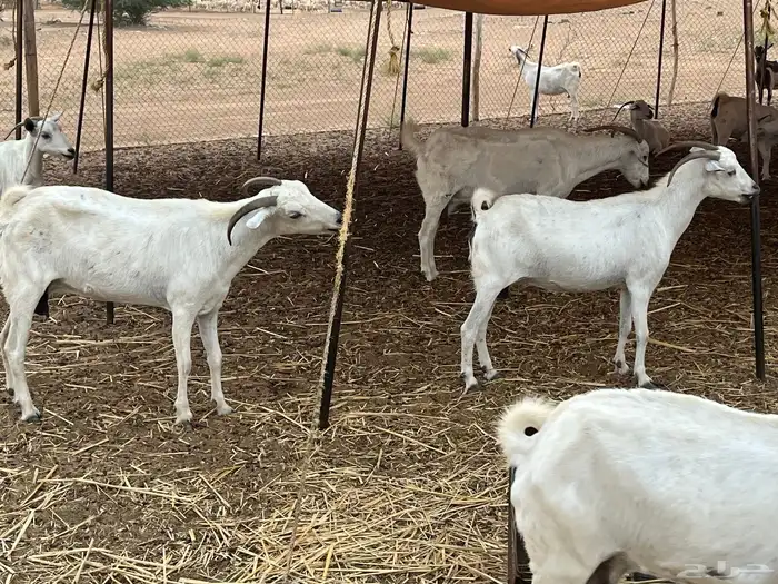 مراح كامل غنم للبيع العدد حول من90الى 95 فيها تسعه ولد 1