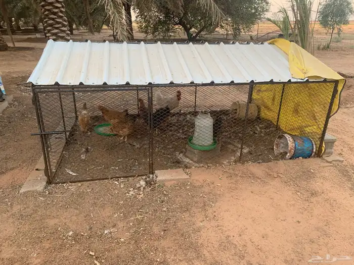 شبك دجاج 2