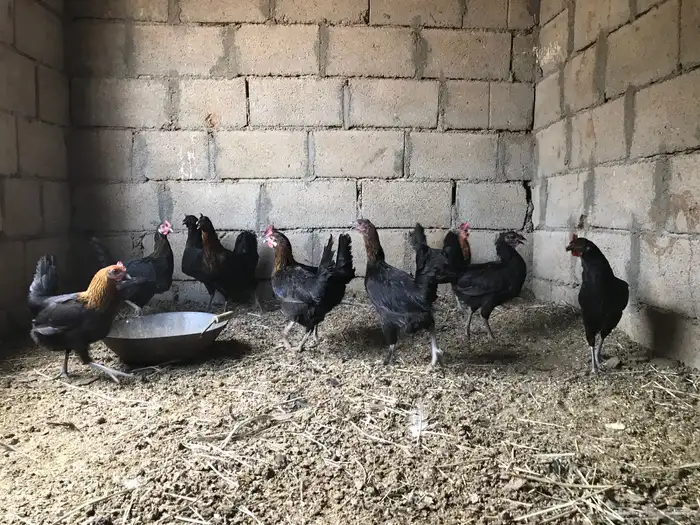 دجاج بلدي للبيع 1