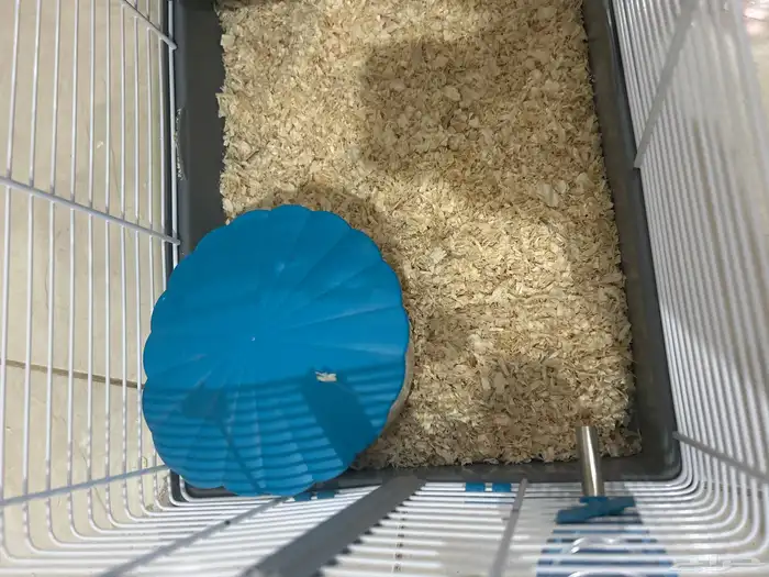 هامستر للبيع أنثى العمر شهرين (160) مع القفص و نشارة الخشب 3