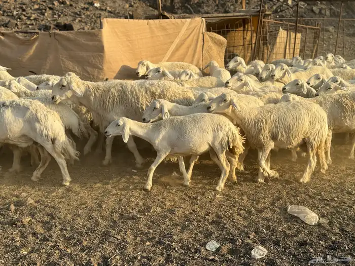ضان حريات حرش 5