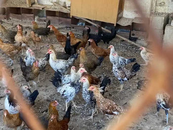 دجاج بلدي 5