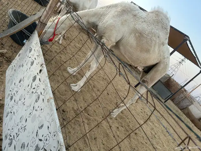 للبيع ناقه حايل 0