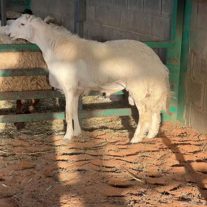 مشروع فحل حري فاخر صنف الصنف 1