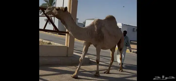 للبيع لقحه كفو السن شاق 0