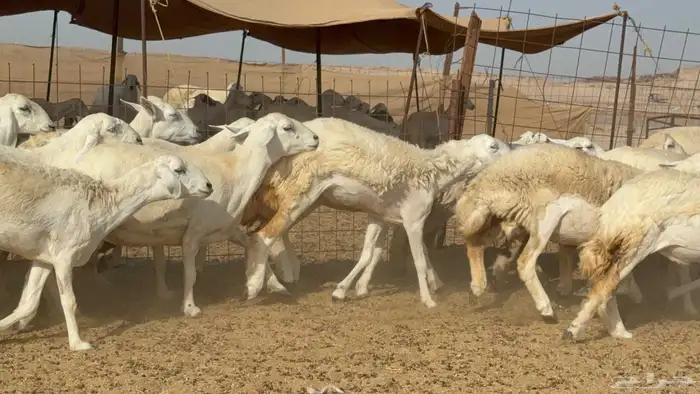 غنم حريات جدعه تنيه رباع عددها 53راس 7