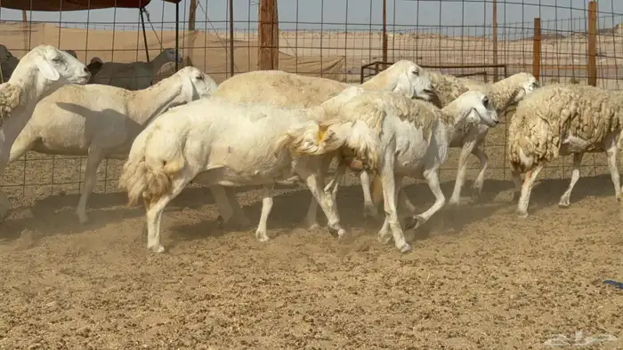 غنم حريات جدعه تنيه رباع عددها 53راس 1