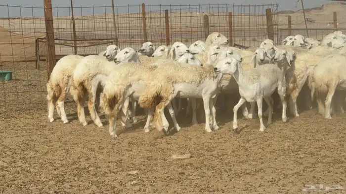 غنم حريات جدعه تنيه رباع عددها 53راس 5