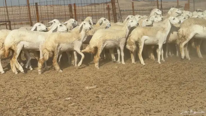 غنم حريات جدعه تنيه رباع عددها 53راس 3