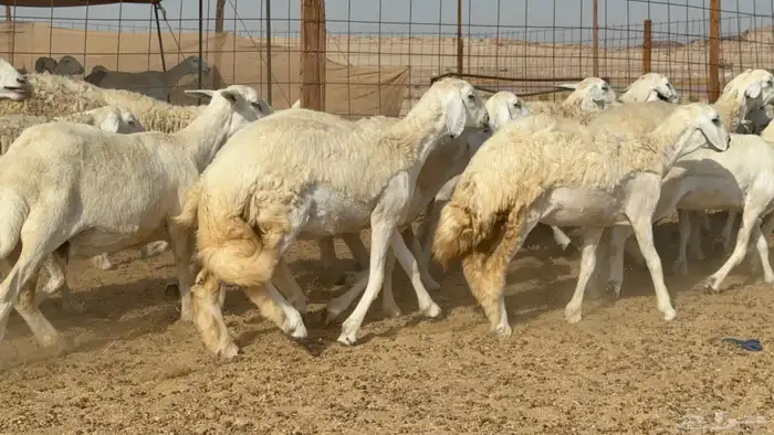 غنم حريات جدعه تنيه رباع عددها 53راس 2