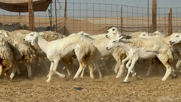 غنم حريات جدعه تنيه رباع عددها 53راس 0