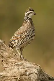 سمان بوب وايت (تم البيع) 0