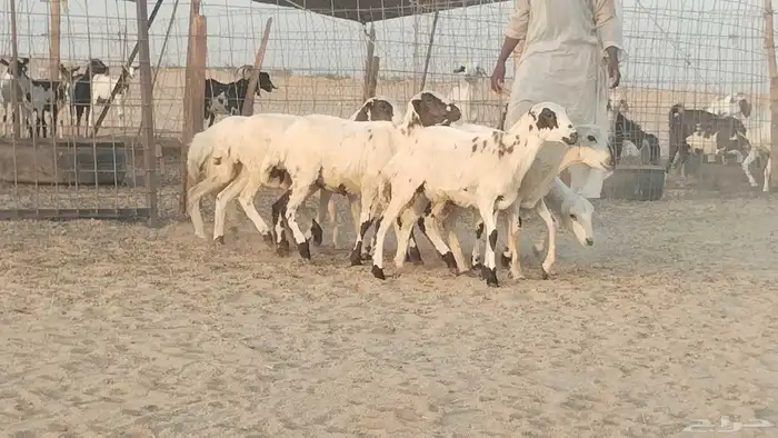 رخال رفيديه طيبه العدد 9 رووس 7