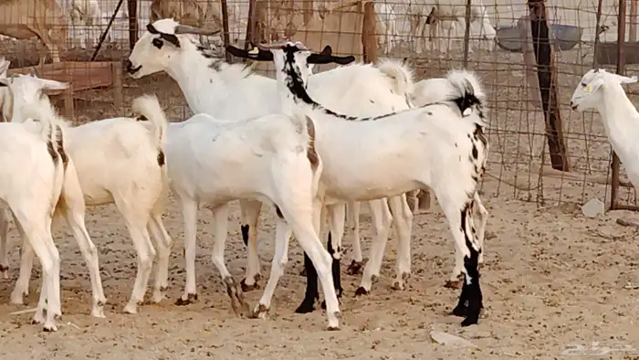جفار بيشه صنف جروم ورقاب 13 بالفحل 13