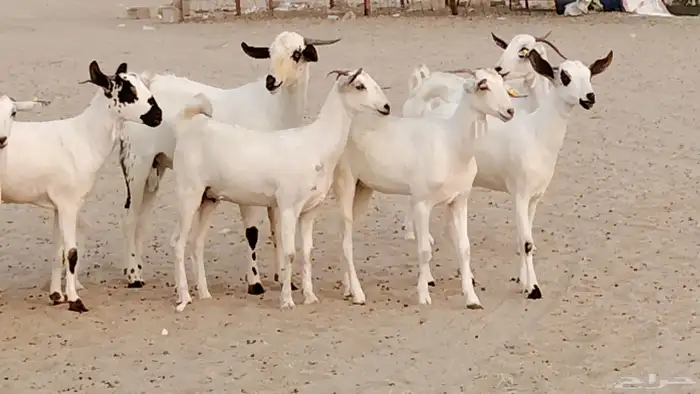 جفار بيشه صنف جروم ورقاب 13 بالفحل 2