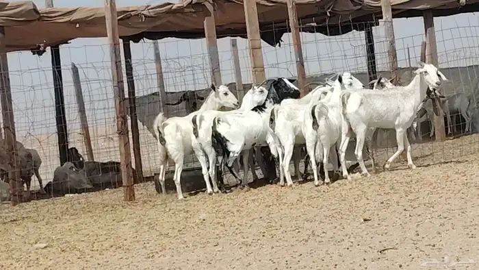 معزه بيشيات للبيع العدد 10 روس 4