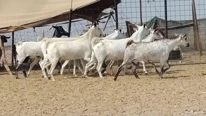 معزه بيشيات للبيع العدد 10 روس 7