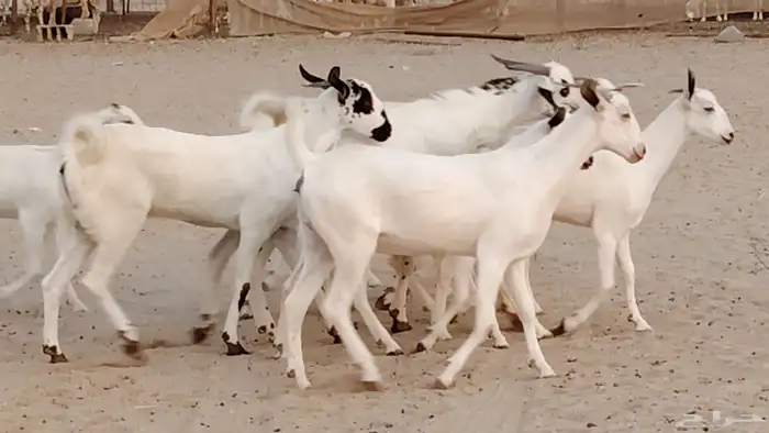 جفار بيشه صنف جروم ورقاب 13 بالفحل 3