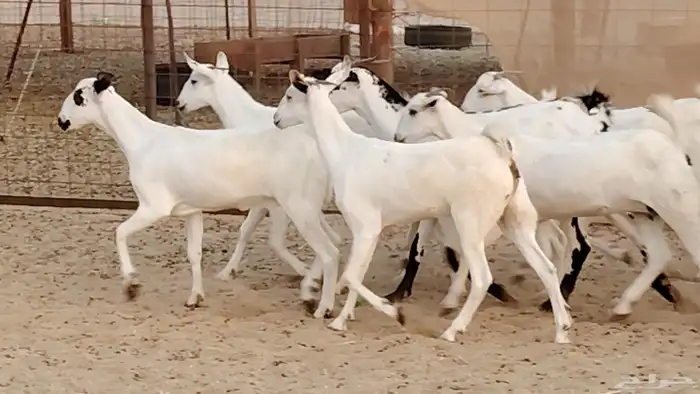 جفار بيشه صنف جروم ورقاب 13 بالفحل 23