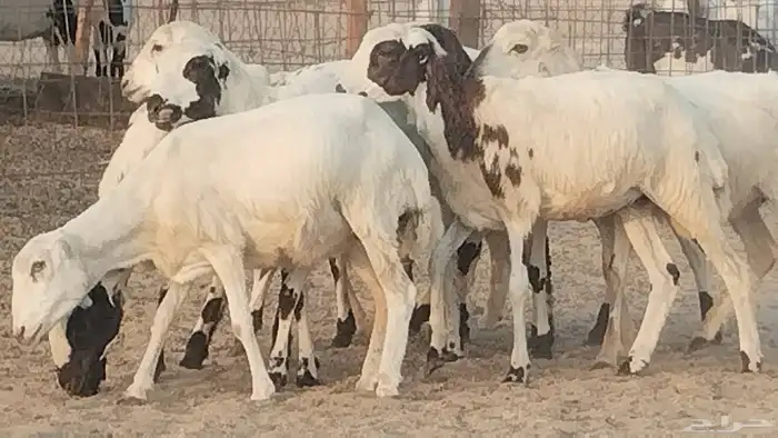 رخال رفيديه طيبه العدد 9 رووس 2