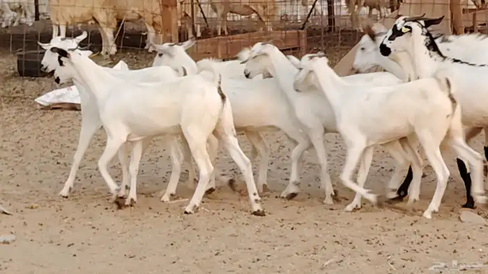 جفار بيشه صنف جروم ورقاب 13 بالفحل 12