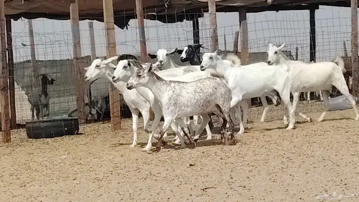 معزه بيشيات للبيع العدد 10 روس 2