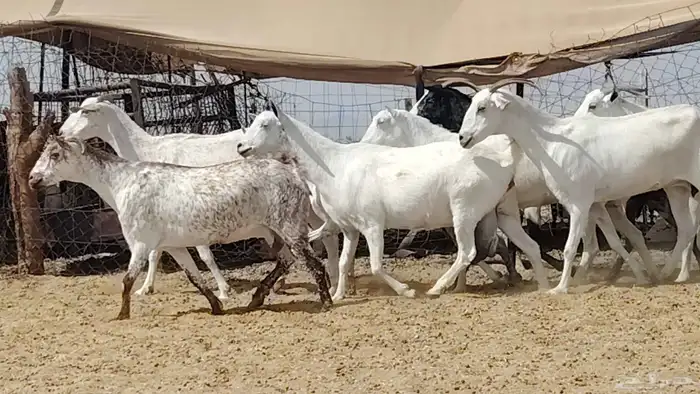 معزه بيشيات للبيع العدد 10 روس 5