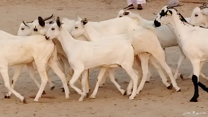 جفار بيشه صنف جروم ورقاب 13 بالفحل 7