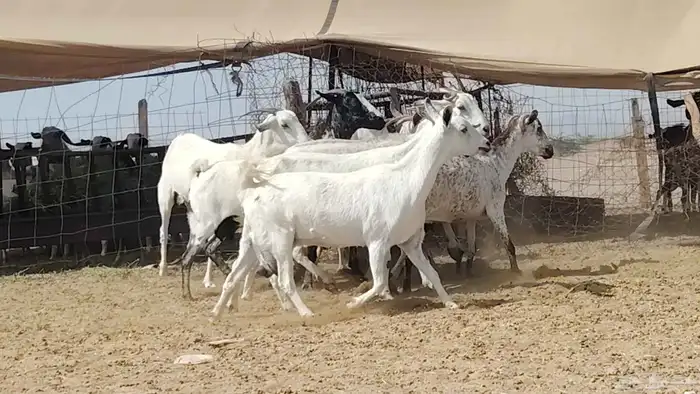 معزه بيشيات للبيع العدد 10 روس 3