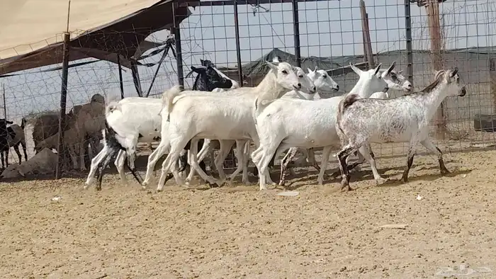 معزه بيشيات للبيع العدد 10 روس 6