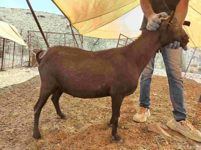 تيس مورسيانو اسباني 2