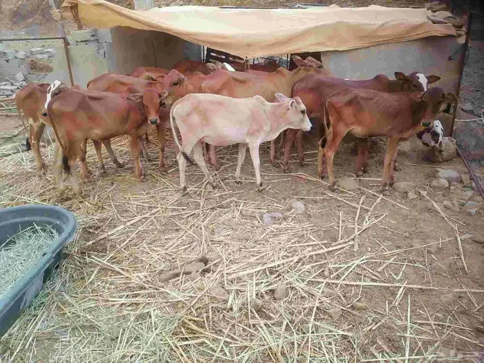 النوع خبيش للبيع 0