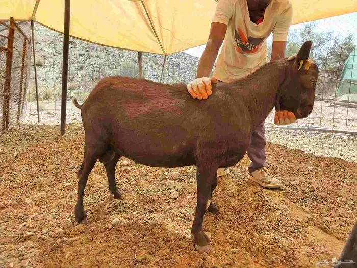 تيس مورسيانو اسباني 0