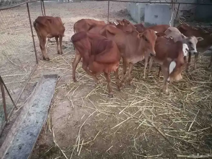 النوع خبيش للبيع 3