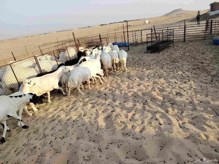 غنم عدد 25 دفيع أسنان مهجن رفيدي على حري طيبه للمقنا 5