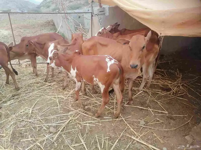 النوع خبيش للبيع 1